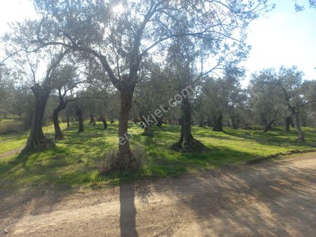 Havran Kalabakta Muhteşem Hobi Bahçesi