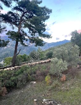 Muğla Milas Göldere Bol Oksijen Zeytinlik Vasıflı Bahçe