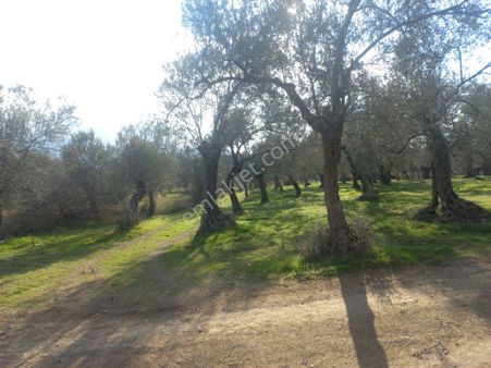 Havran Kalabak Muhteşem Hobi Bahçesi