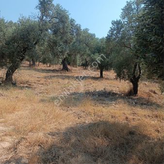 Torbalı Dirmil Köye 3 Dk Mesafede Zeytinlik