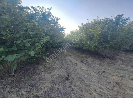 Sevgiemlaktan Satılık Arazi