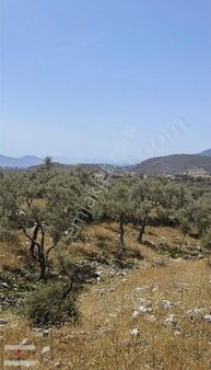 Milas Kazıklı Da 14400 Metre Deniz Manzaralı Zeytinlik