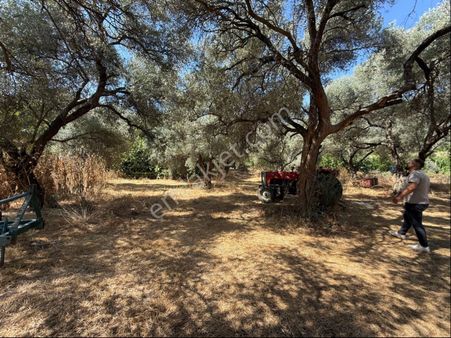 Pek Emlaktan Tire Yenişehirde Düzde Satılık Zeytinlik