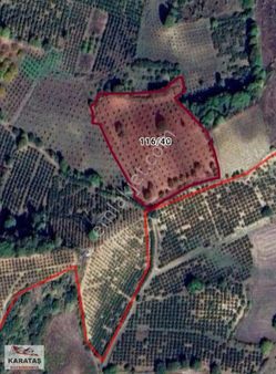 İnegöl Dipsizgölde 14 Dönüm Kupon Ceviz Bahçesi