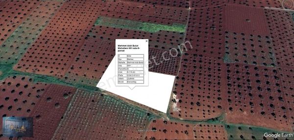 Liva Gayrimenkulden M.abdi Bulut Mahallesinde Satılık Zeytinlik