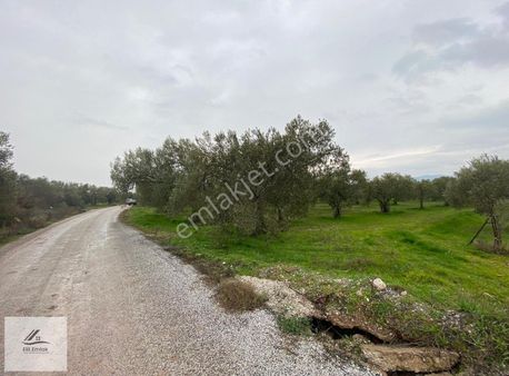 Mustafa Başyiğit Emlak'tan Karasonyada Yola Sıfır Zeytinlik