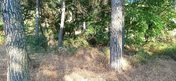 Kozak Çelebi Emlak Tan Yukarıbey De Müstakil Tapulu Çamlık 2900 M2