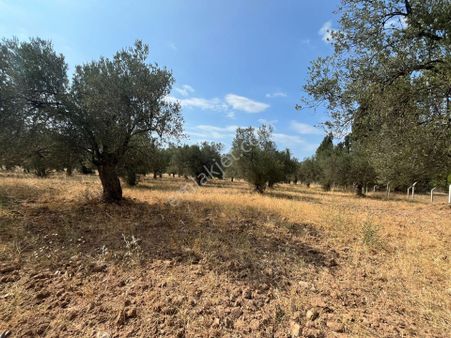 Ali Türk Gayrimenkulden Gömeç Karaağaçta Satılık Zeytinlik