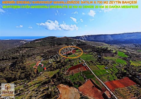 Satılık Zeytin Bahçesi Muhteşem Doğa Manzaralı