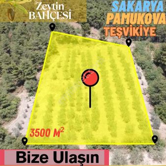 Sakarya/geyve / Hayat Gayrimenkul Den Zeytin Bahçesi
