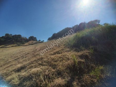 Kavaklı Derede Satılık 5 Dönüm Verimli Arazi