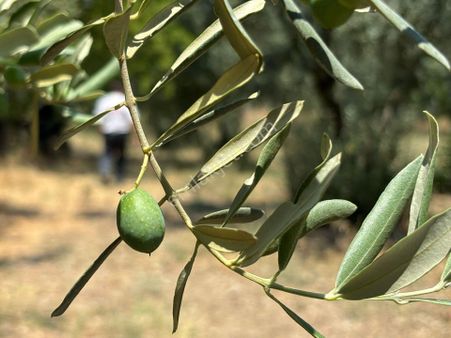 Bursa Orhangazi Gemiç Köyünde Satılık Verimli,bakımlı Zeytinlik