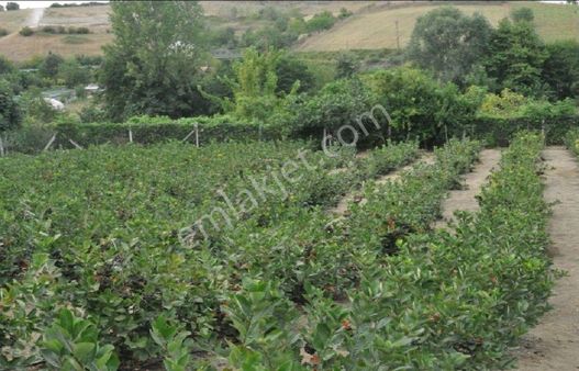 Pw Plus'tan Yalova Merkezde Safran Koyunde Cıflık Icınde Bınada Bulunan Aronya Bahcesı