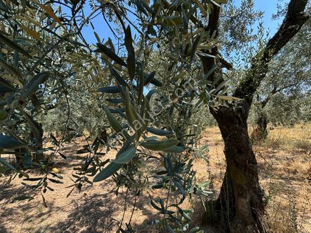 Bursa Orhangazi Gemiç Köyünde Satılık Verimli,bakımlı 2635 M2 Zeytinlik