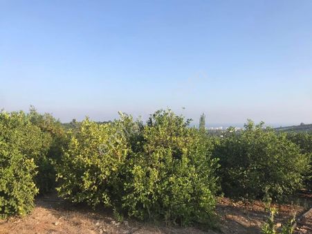 Mersin Erdemli Çiftepınar Mahallesi Sıraç Yolu Mevkii Nde 3725 M.kare Acil Satılık Tarla-bahçe