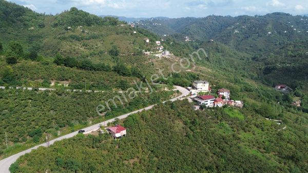 Z Grup Bolaman Hüsamoğlu Mah. 2700 M2 Fındık Bahçesi İçinde Satılık 3+1 Bina