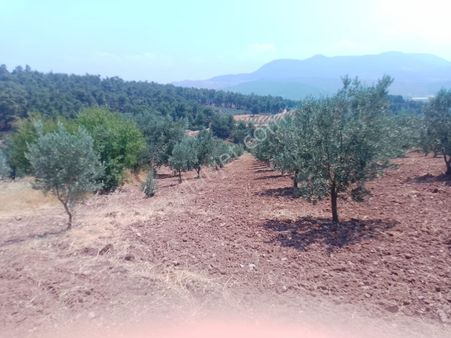 Aysu Konut Emlaktan Satılık Zeytinlik 8 Dönüm Manisa Akhisar Çanakçı Köyü Tek Tapu