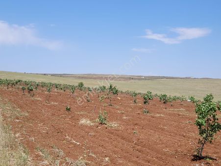 World İlkevim'den 35 Dönüm Fıstık Tarlası