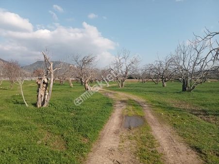 D-203 Aydın İncirliova Satılık İncir Bahçesi