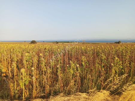 Şarköy Kızılca Terzi Mah. 10370 Mk Deniz Manzaralı 700 Tl Metrekaresi 7.259.000 Tl