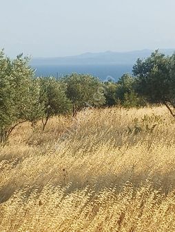 Şarköy Kızılca Terzi Mah. 1966m2 Deniz Manzaralı M2 Fiyat 1093 Tl Toplam 2.150.000 Tl Zeytinlik