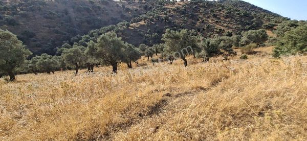 Ali Akdoğan Emlak Ofisinden Satılık Zeytinlik