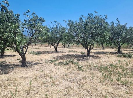Pamukova Çardak Mahallesinde Ayva Bahçesi