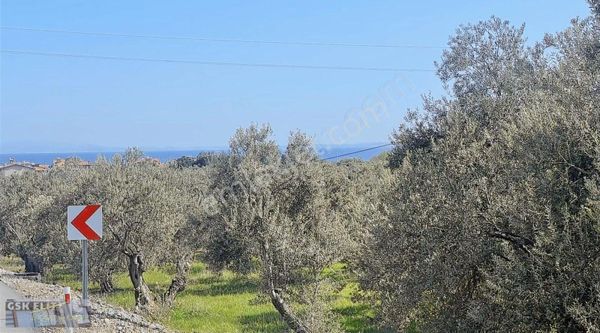 Küçükkuyu Asos Kavşağı Üzerinde Anayol Kenarı Zeytinlik