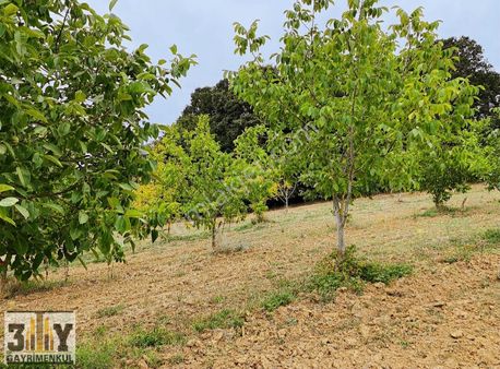 İzmit Akmeşe Yetişkin Cevizlik