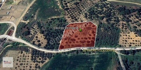 Startkey Star'dan Çambel De Yola Cepheli Yatırımlık Zeytinli Bağ