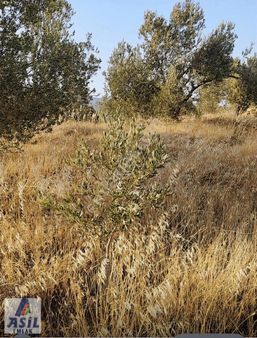 Saruhanlı Büyükbelen Köyü'nde Satılık 3.073m2 Zeytin Bahçesi