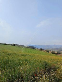 11 Dönüm Çelebide Yola Cephe Tarla