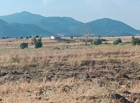 Uygun Fiyata Seki -ceylan Anayol Kenari Satilik Tarla