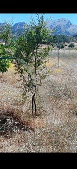 Acill Yayla Karaçulha Satılık Arsa Tarla( İki Ayrı Parsel )