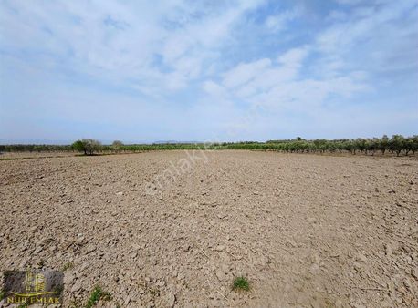 İzmir Kınık Cumalı Köy'de Acil Satılık Yatırımlık Tarla