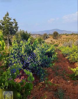 Eysu Karaca'dan Çal Hançalarda Satılık Üzüm Bağı...