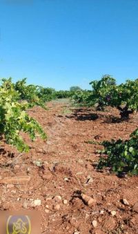 Eysu Karaca'dan Çal İlçesinde Bakımlı Satılık Üzüm Bagı..