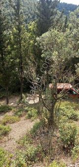 Karamursel Akçat Mh .satılık.meyve Bahçesi