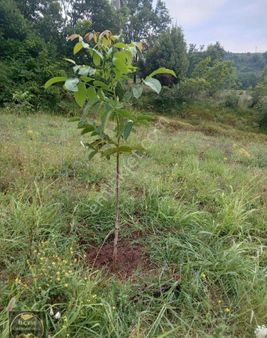 Karamürsel Avcıköyde Satılık 14500 M2 Ceviz Bahçesi