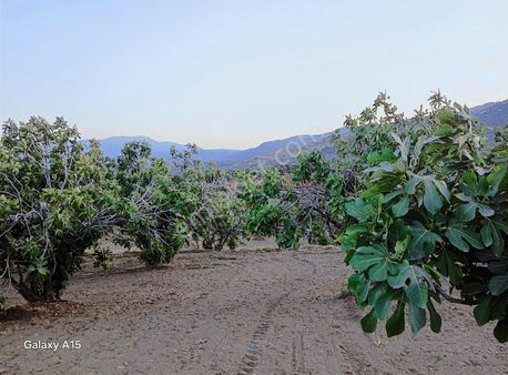 Şirince Yolu Üzeri Muhteşem Konumda İncir Bahçesi