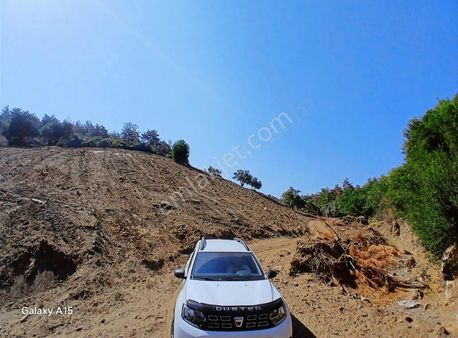 Orman Arasında 50 Dönüm Verimli Zeytinlik