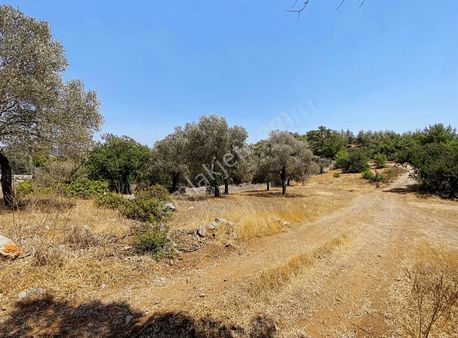 Bodrum Yalıçiftlik'te Satılık Harika Bir Tarla
