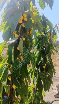 Silivri Değirmen Köyde Yatıırm Fırsatı