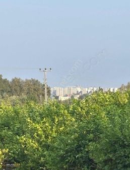 Emlak'tan Satılık İmara Sıfır Limon Bahçesi