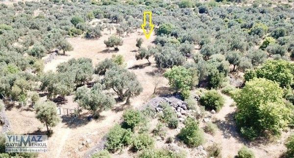 Çıtak Köyünde Kadastral Yolu Olan Satılık Zeytinlik
