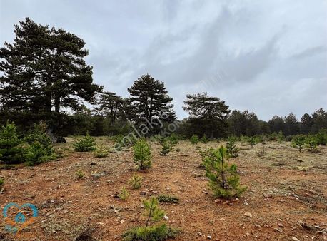 Mykonut'tan Yayla Patlangıç Mh. 343 M2. Satılık Tarla