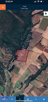 Karacabey Doğlada 610 Ağaçlık 31.938 M² Zeytinlik Satılık!