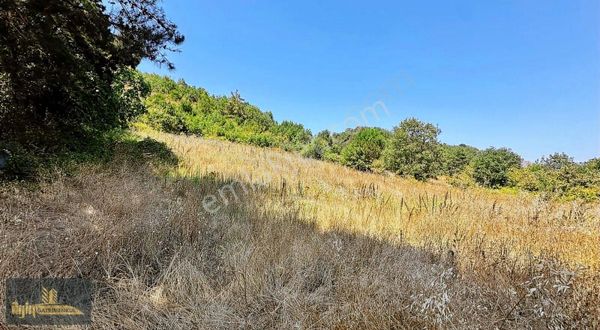 Akköyde Ana Yola Cepheli 5600 M2 Tarla