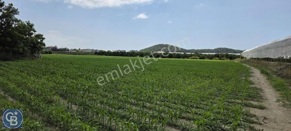Manavgat Yeniköy'de Satılık Tarla
