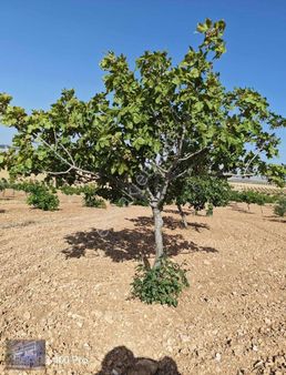 İmamoğlu'ndan Yatırımlık Uygun Fiyata !! Satılık Fıstık Tarlası
